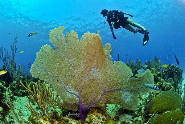 Hurghada: Discover Scuba Diving Adventure with Two Dives & Lunch