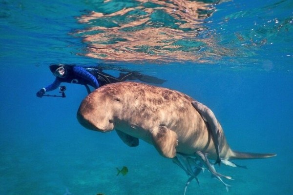 Hurghada: Snorkeling with Turtles & Dugongs at Abu Dabab Bay