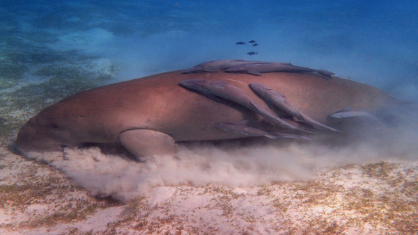 El Gouna: Full Day Snorkeling Trip in Abu Dabbab to Swim with Dugong