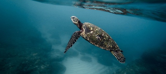 Discovering the Underwater Wonders of Hurghada: A Guide to Diving in the Red Sea