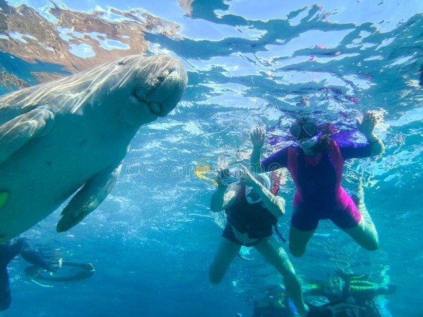 El Gouna: Snorkeling with Dugongs & Turtles in Marsa Alam - Full Day
