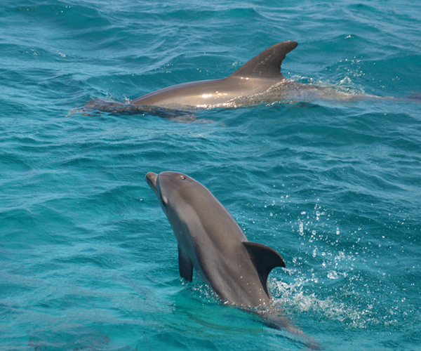 Hurghada: Unforgettable Snorkeling with Dolphins in the Red Sea